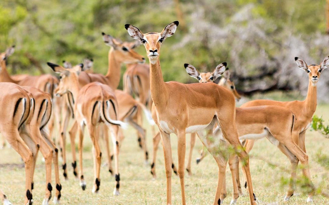 5 grunde til at vælge den våde sæson til din tanzaniske safari