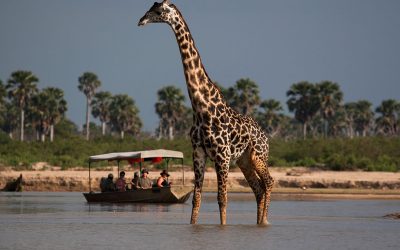Tanzanias sydlige safaridistrikt? Umm ja!