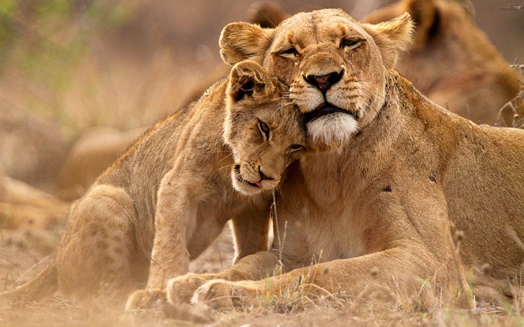 Hvorfor vælge tanzania som din safari-destination